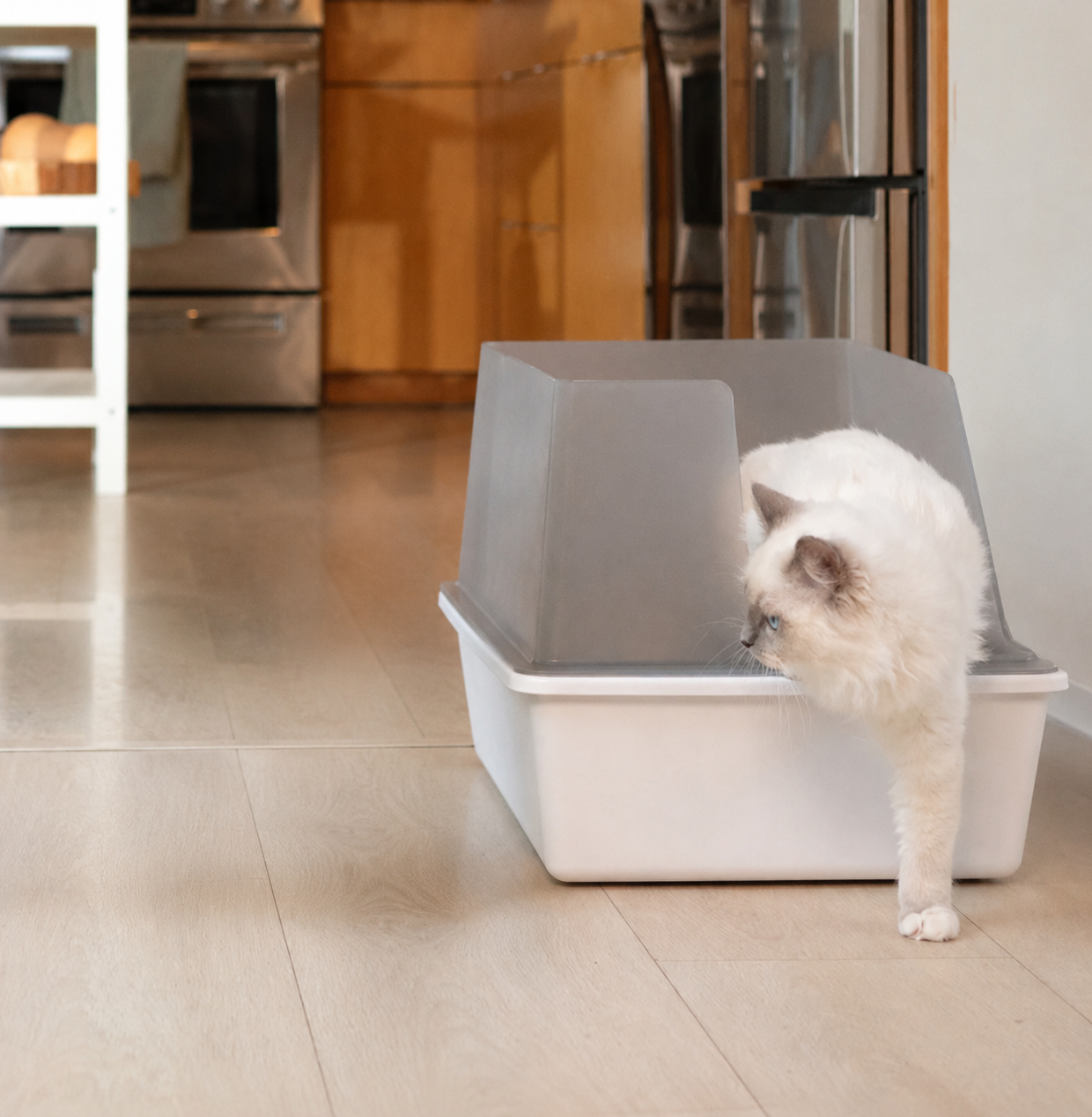 Arena de tofu para gatos: menos olor, menos polvo y limpieza más fácil